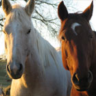 Eating Disorder Equine Therapy