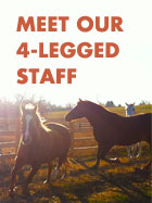 Meet our four legged staff