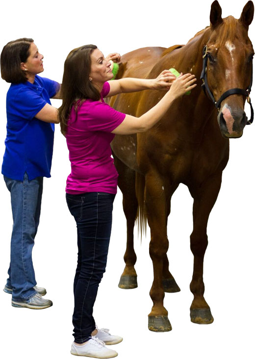 two women brushing horse