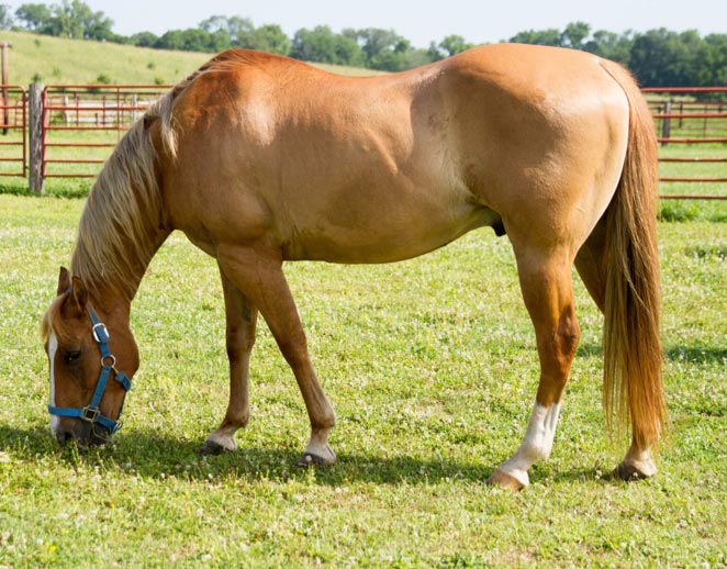 A large tan and white horse grazes the grass in a field surrounded by red fencing.