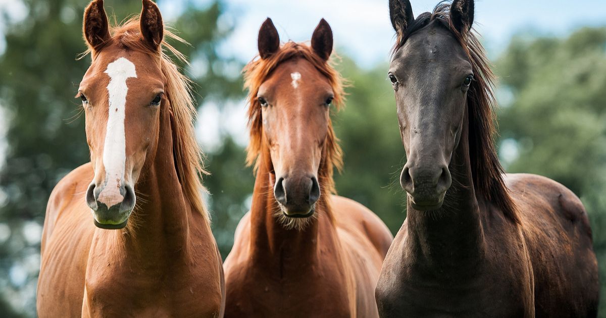 Horse Therapy for Sex Addiction
