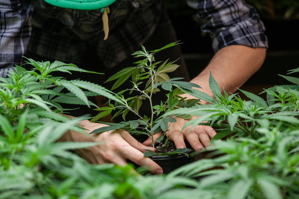 marijuana plants marijuana and education