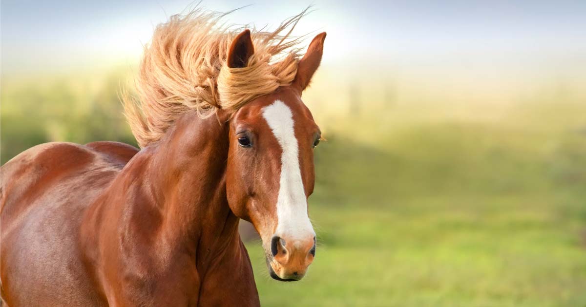 A picture of a horse.